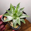 Haworthia ‘Grey Lady’ Variegated – Rare Variegated Succulent