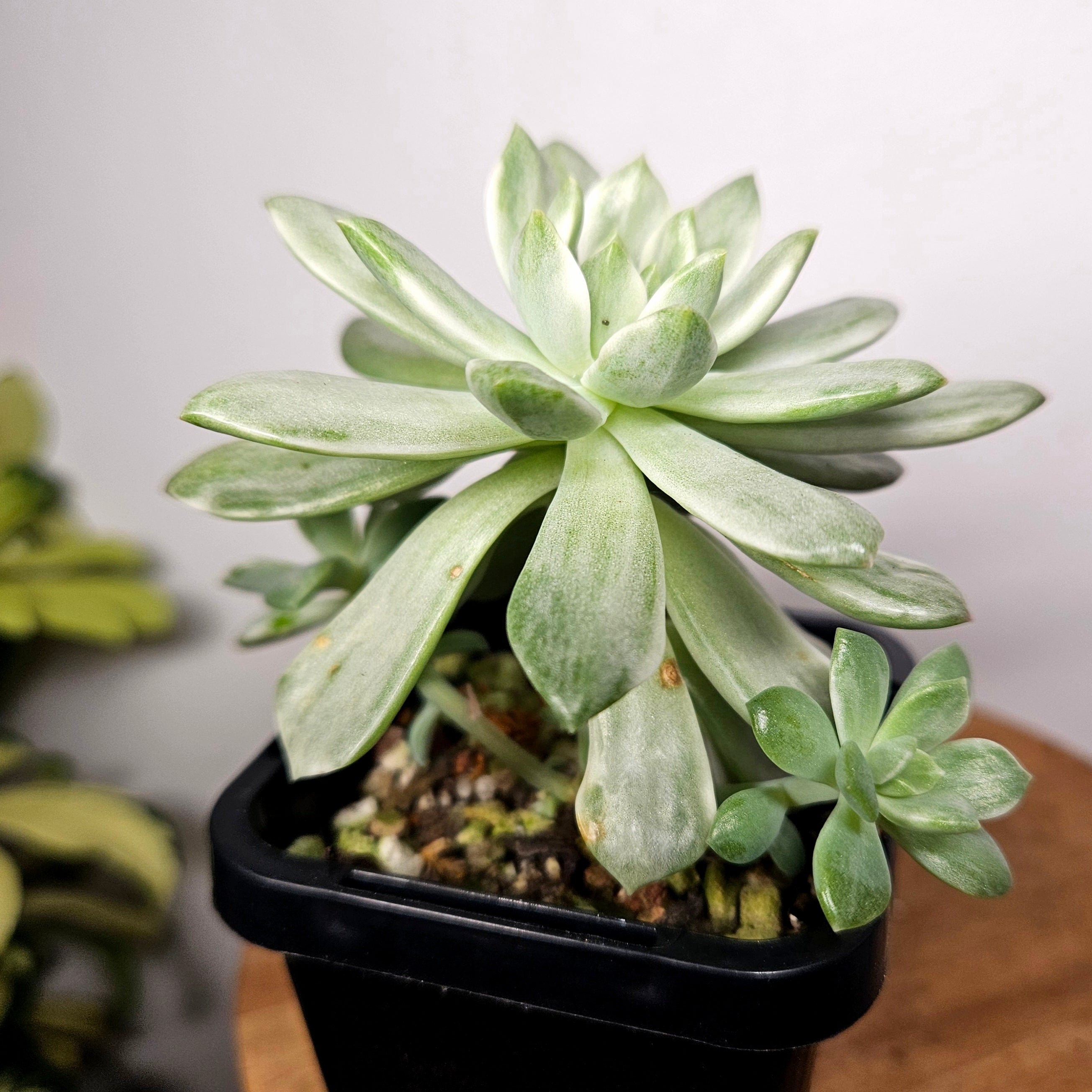 Echeveria Mini Bell Albo Variegata with 2 pups!