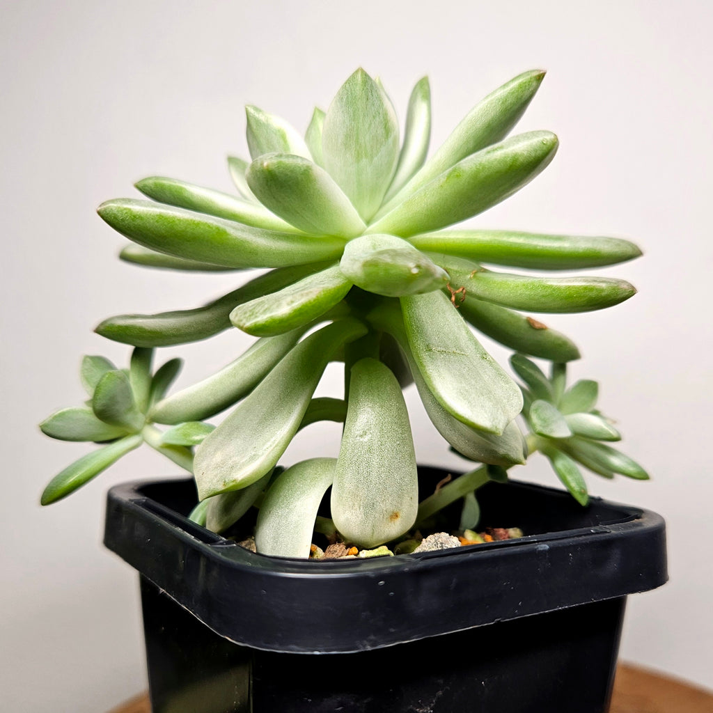 Echeveria Mini Bell Albo Variegata with 2 pups!