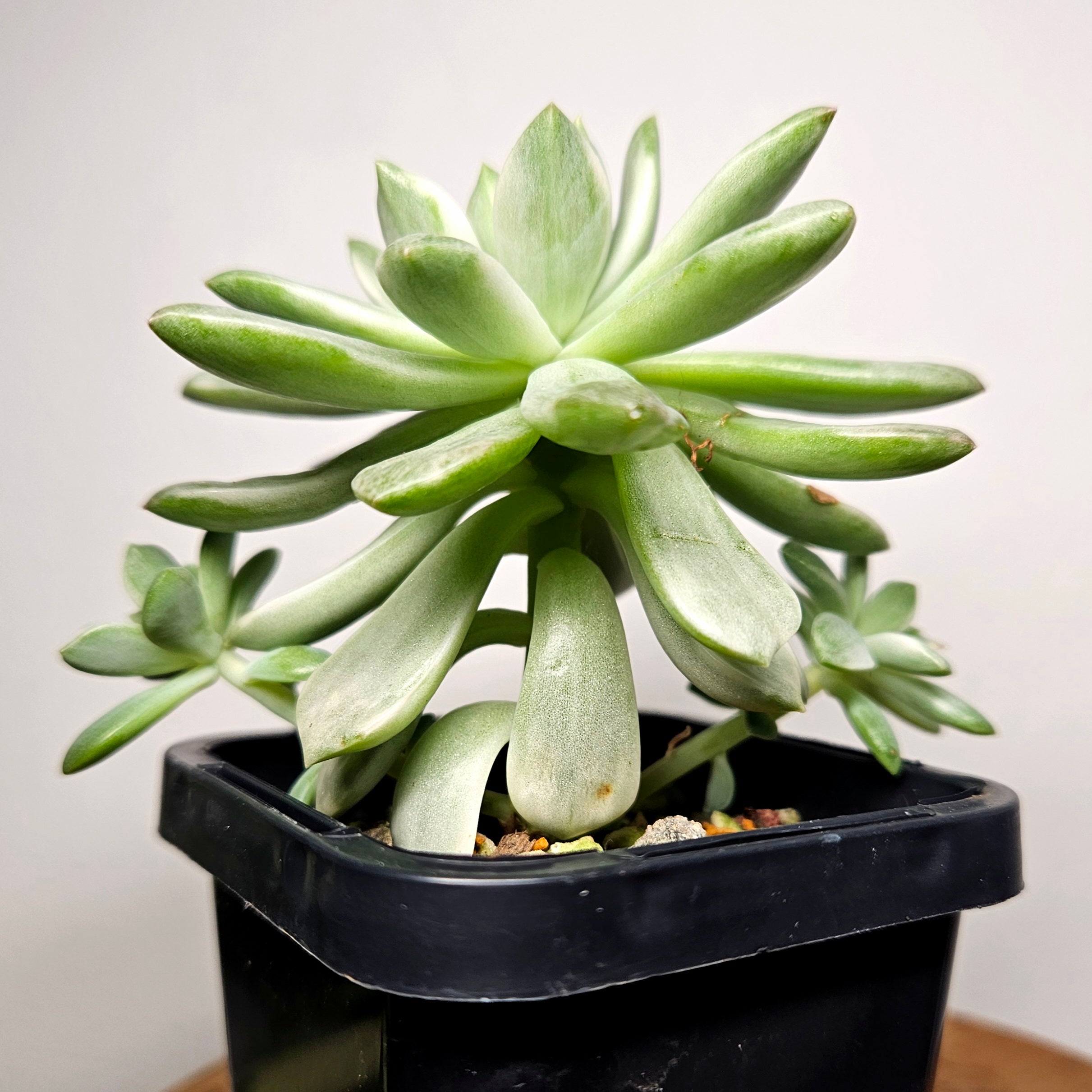 Echeveria Mini Bell Albo Variegata with 2 pups!