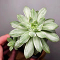 Echeveria Mini Bell Albo Variegata with 2 pups!