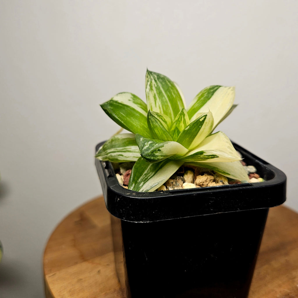 Haworthia Cymbiformis Variegata – Rare Variegated Window Succulent