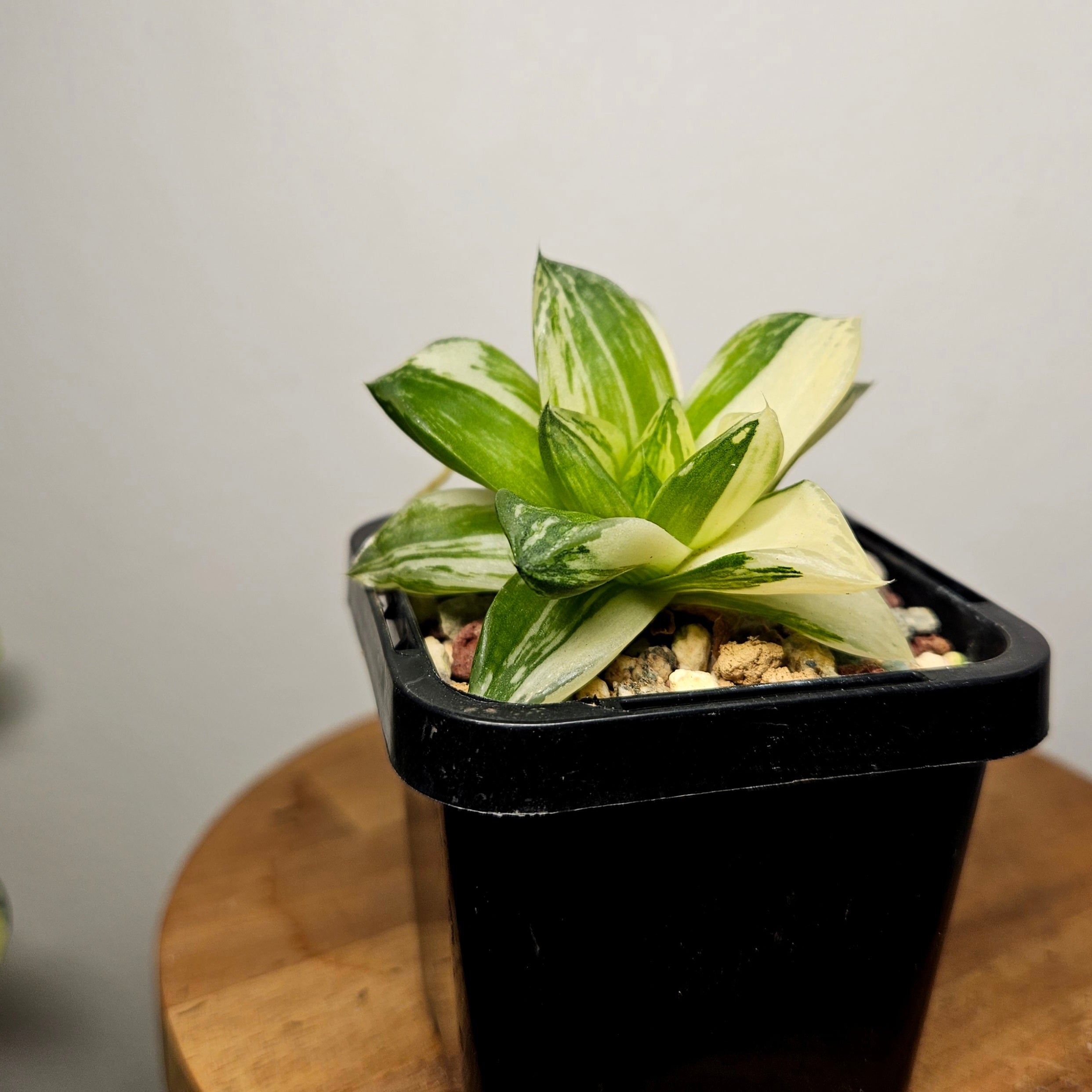 Haworthia Cymbiformis Variegata – Rare Variegated Window Succulent