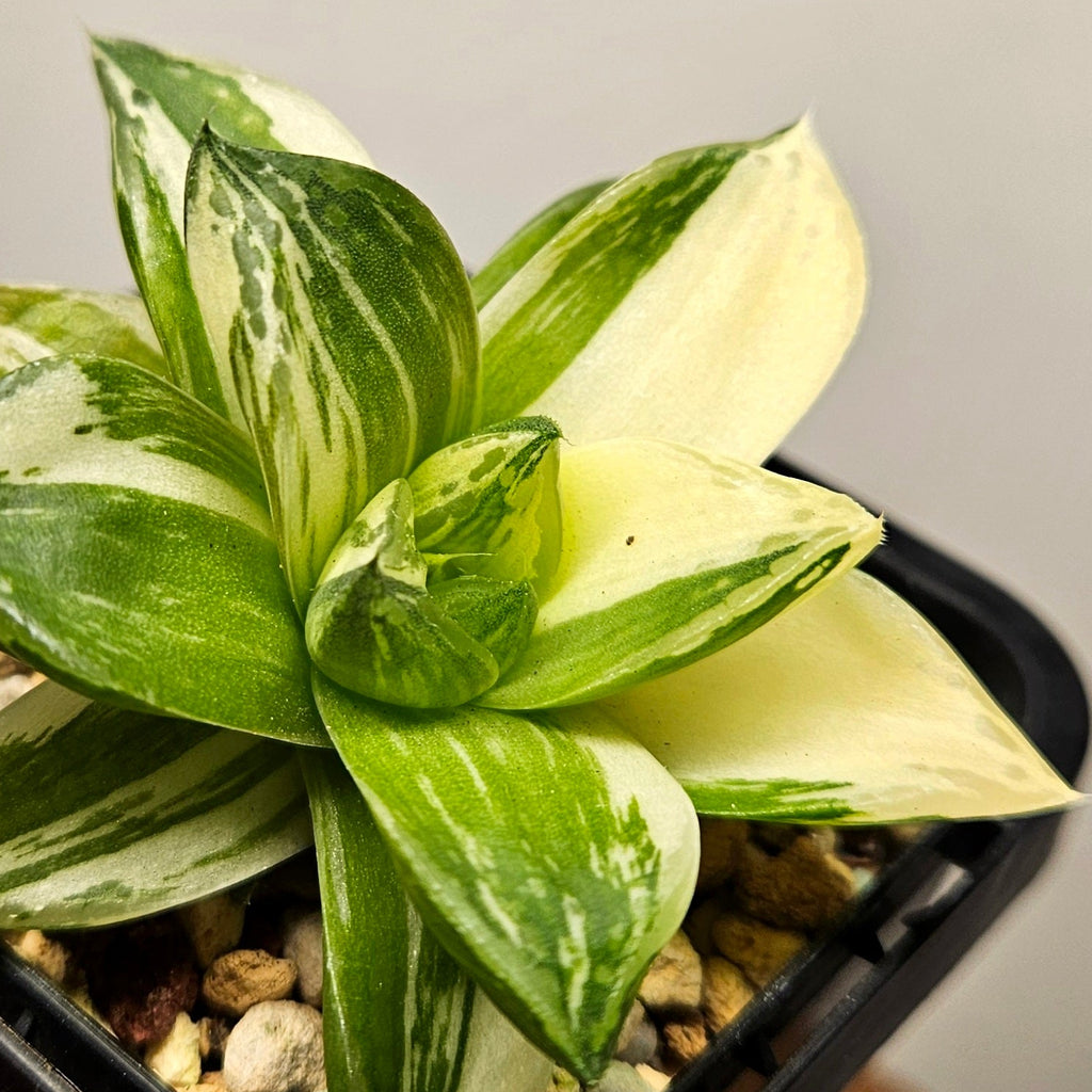 Haworthia Cymbiformis Variegata – Rare Variegated Window Succulent
