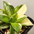 Haworthia Cymbiformis Variegata – Rare Variegated Window Succulent
