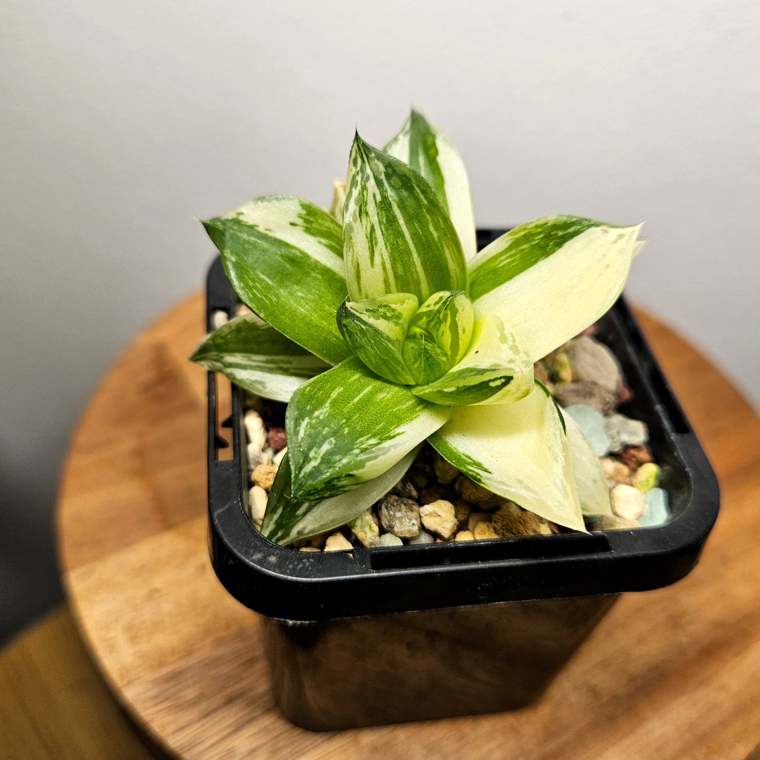 Haworthia Cymbiformis Variegata – Rare Variegated Window Succulent
