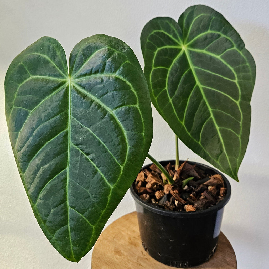 Rare Velvet Anthurium – Dark Veined Aroid – Established Plant in Pot
