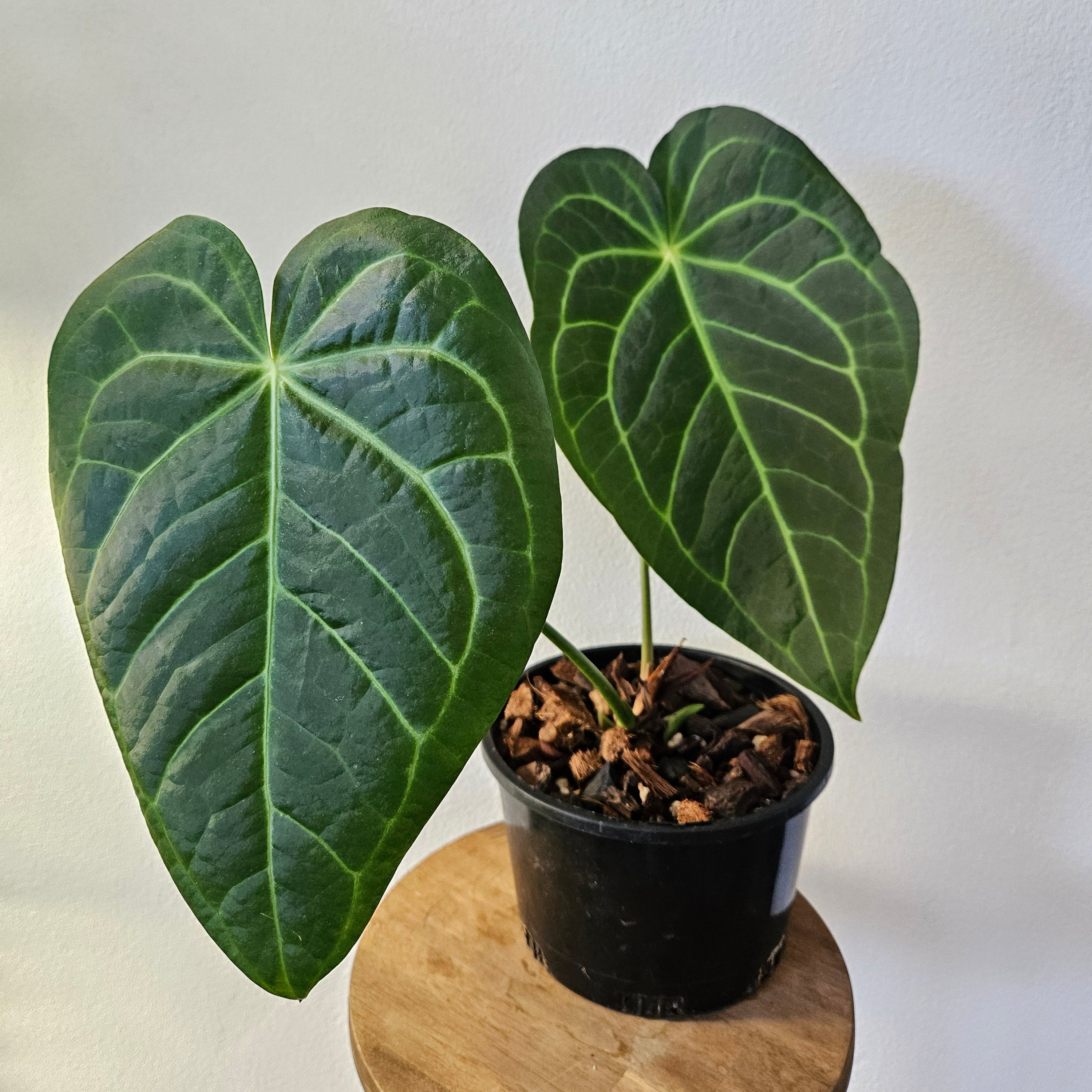 **SALE! - Anthurium Hybrid x