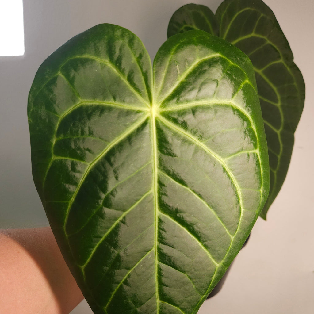 Rare Velvet Anthurium – Dark Veined Aroid – Established Plant in Pot