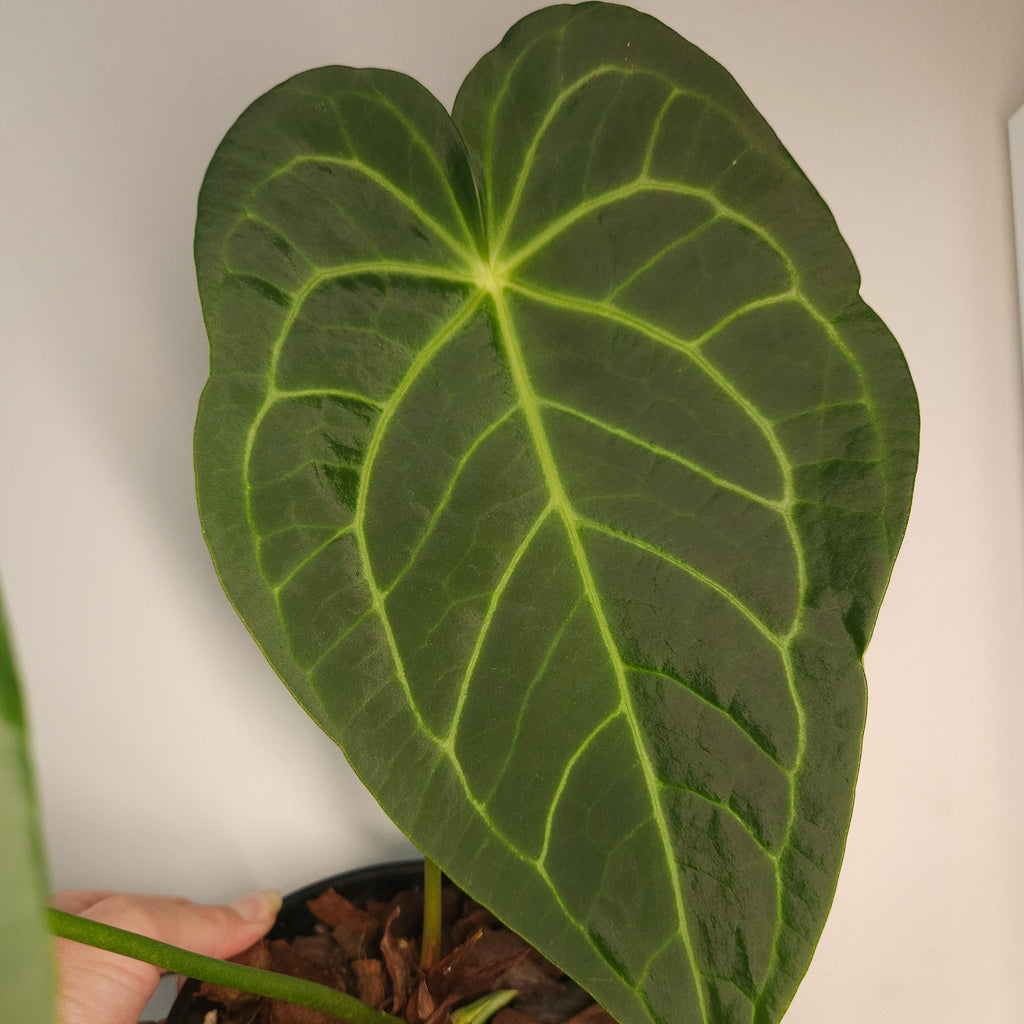 Rare Velvet Anthurium – Dark Veined Aroid – Established Plant in Pot