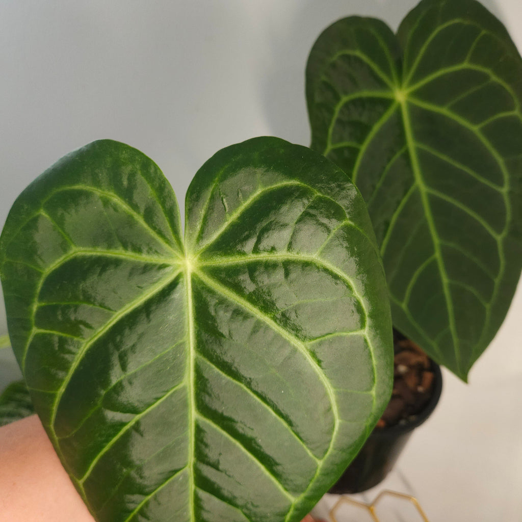 Rare Velvet Anthurium – Dark Veined Aroid – Established Plant in Pot