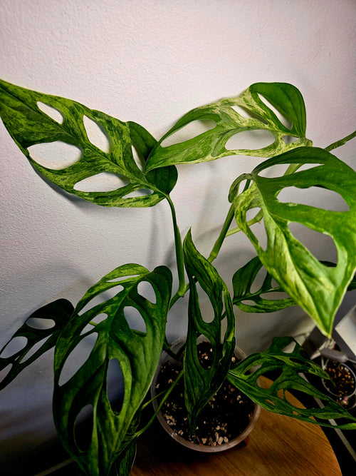 ** RARE Monstera Adansonii Mint variegated (Indonesian form) HIGHLY variegated