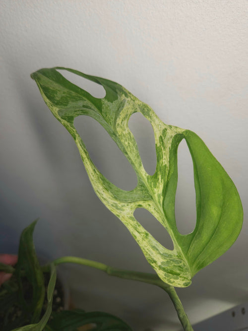 ** RARE Monstera Adansonii Mint variegated (Indonesian form) HIGHLY variegated