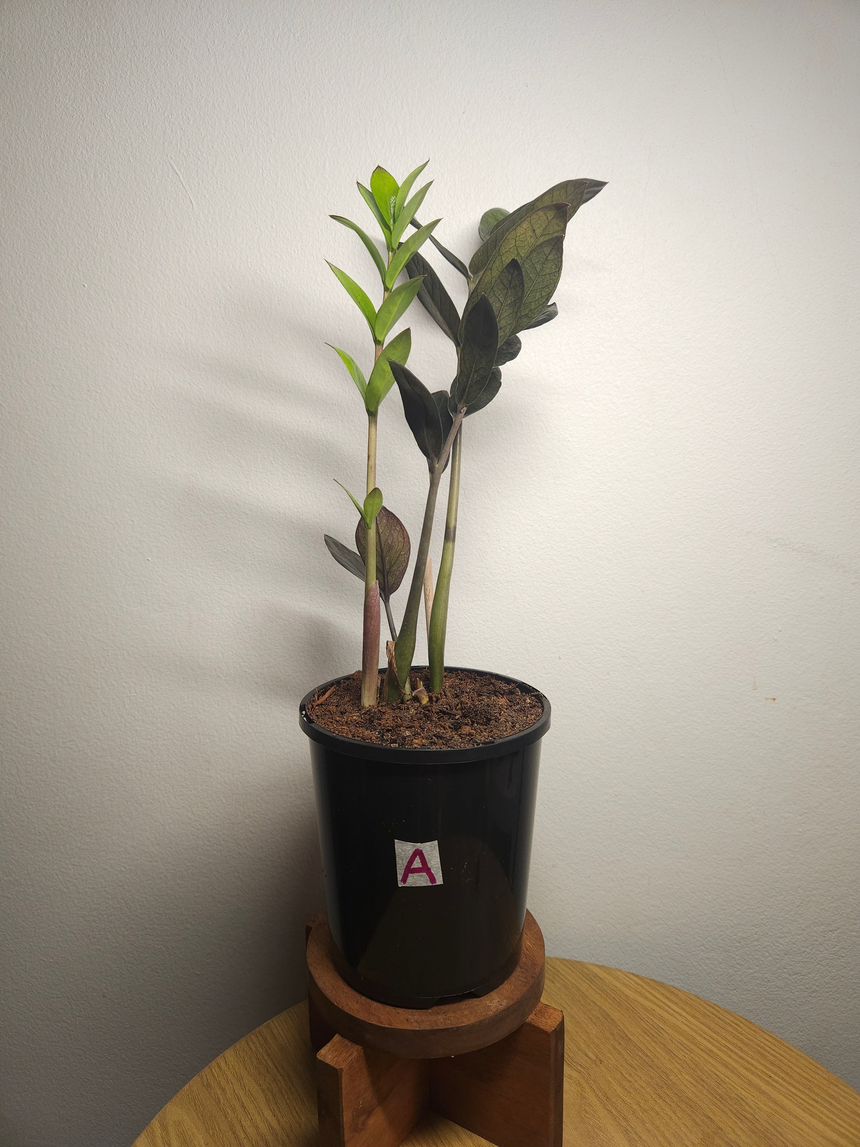 ZZ Plant ‘Raven’ – Black ZZ Plant