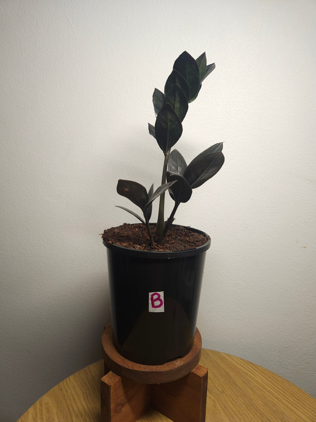 ZZ Plant ‘Raven’ – Black ZZ Plant