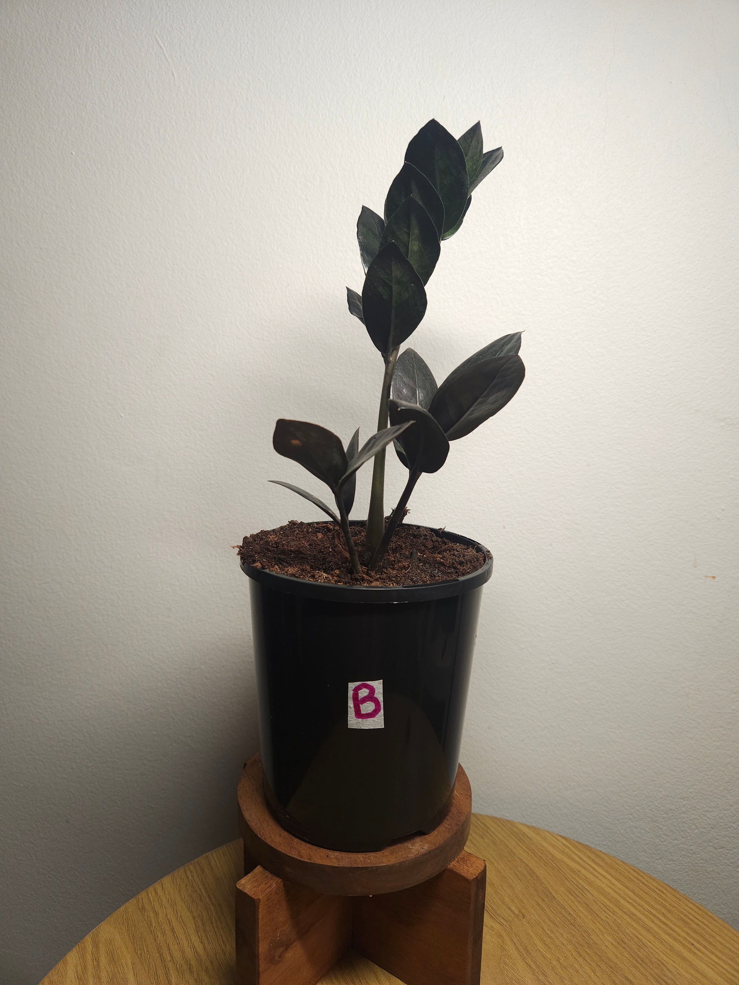 ZZ Plant ‘Raven’ – Black ZZ Plant