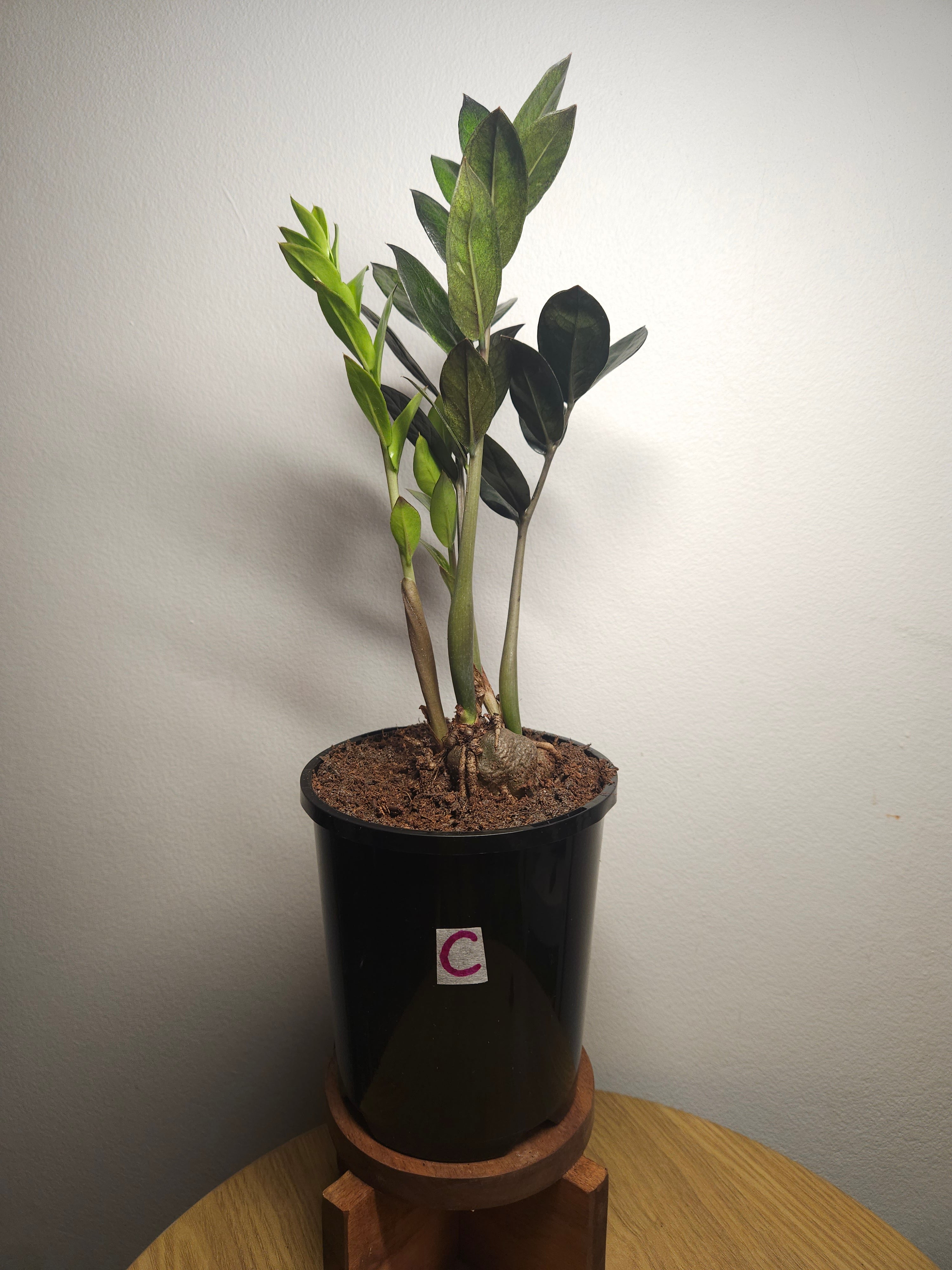 ZZ Plant ‘Raven’ – Black ZZ Plant