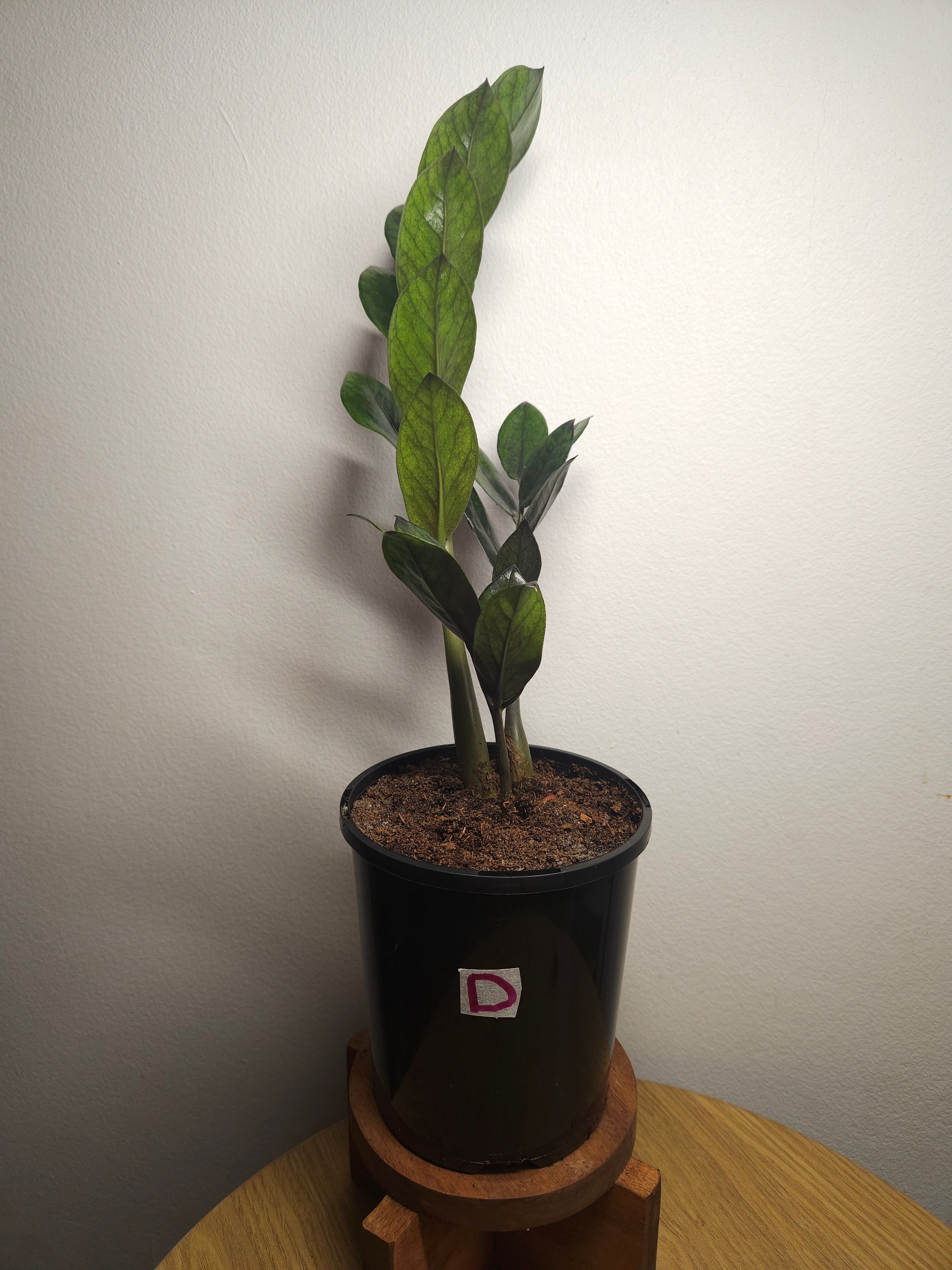 ZZ Plant ‘Raven’ – Black ZZ Plant