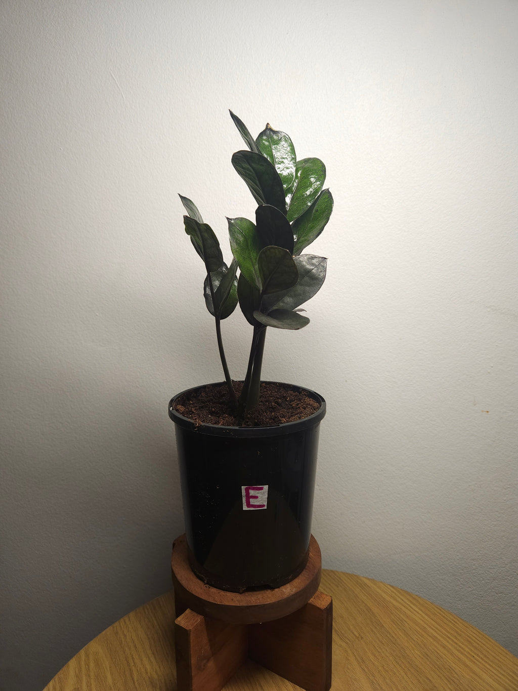 ZZ Plant ‘Raven’ – Black ZZ Plant