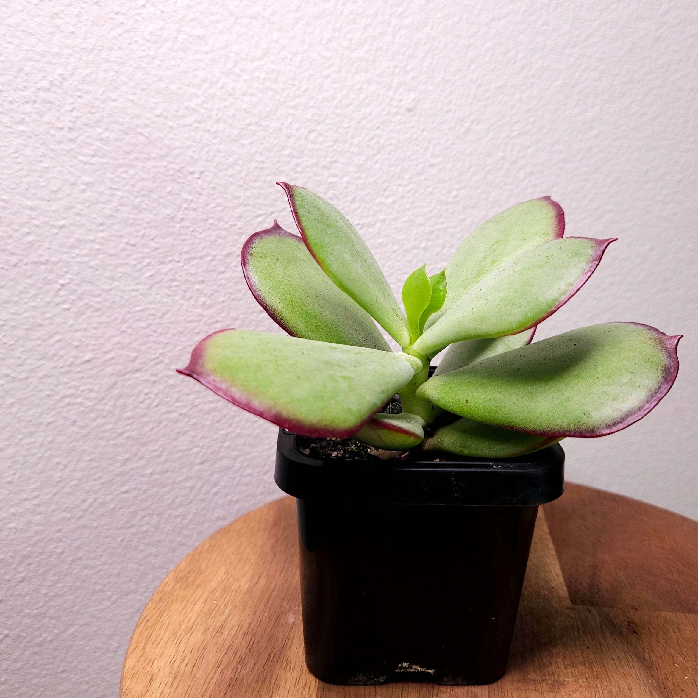 Cotyledon ‘Ruby Lips’ – Cute Colourful Succulent