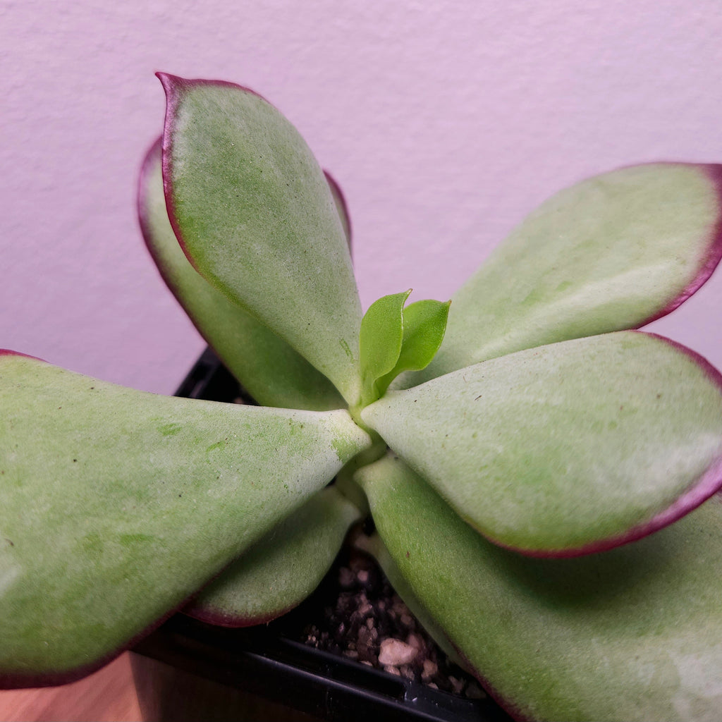 Cotyledon ‘Ruby Lips’ – Cute Colourful Succulent