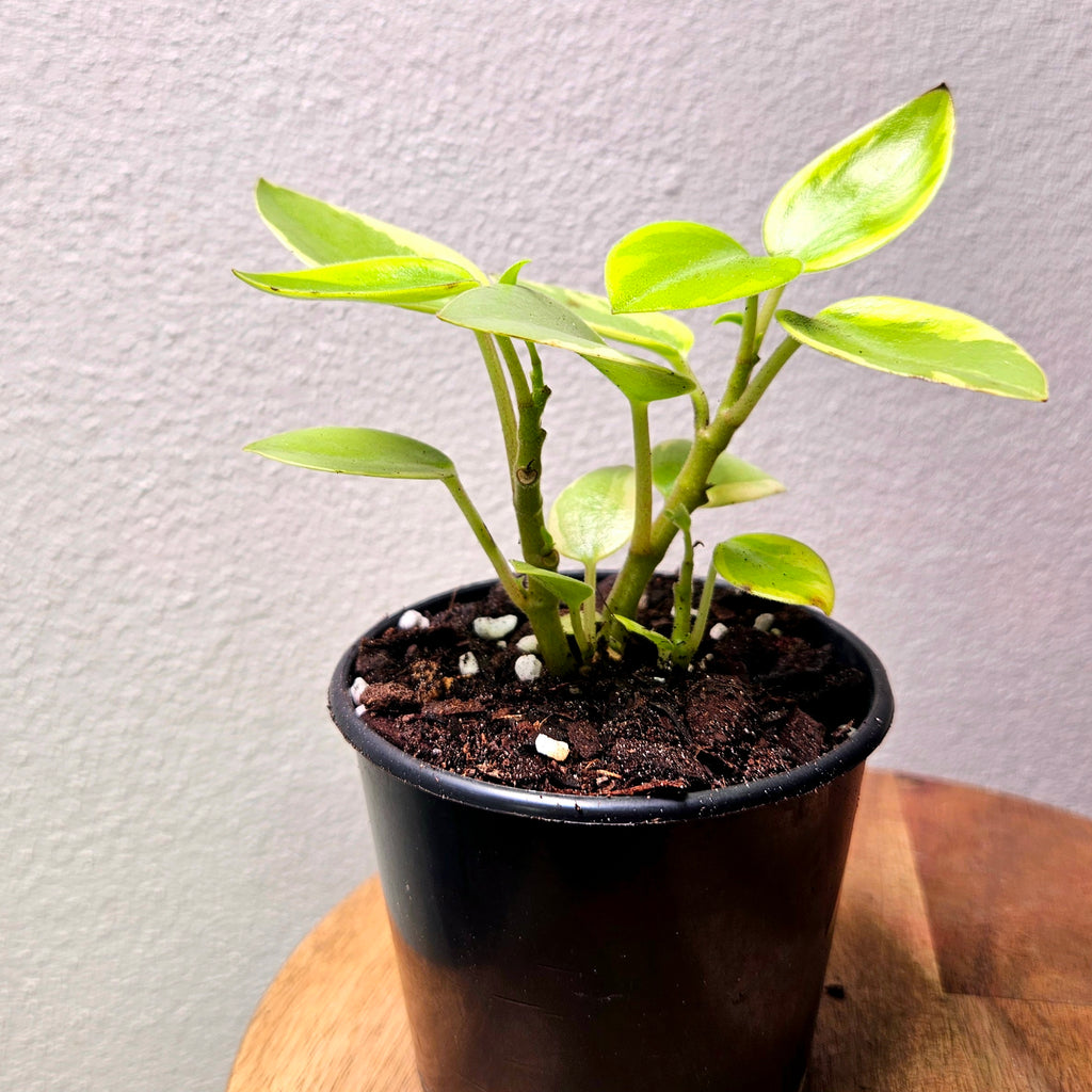 Peperomia ‘Pixie’ Variegata – Compact Variegated Beauty
