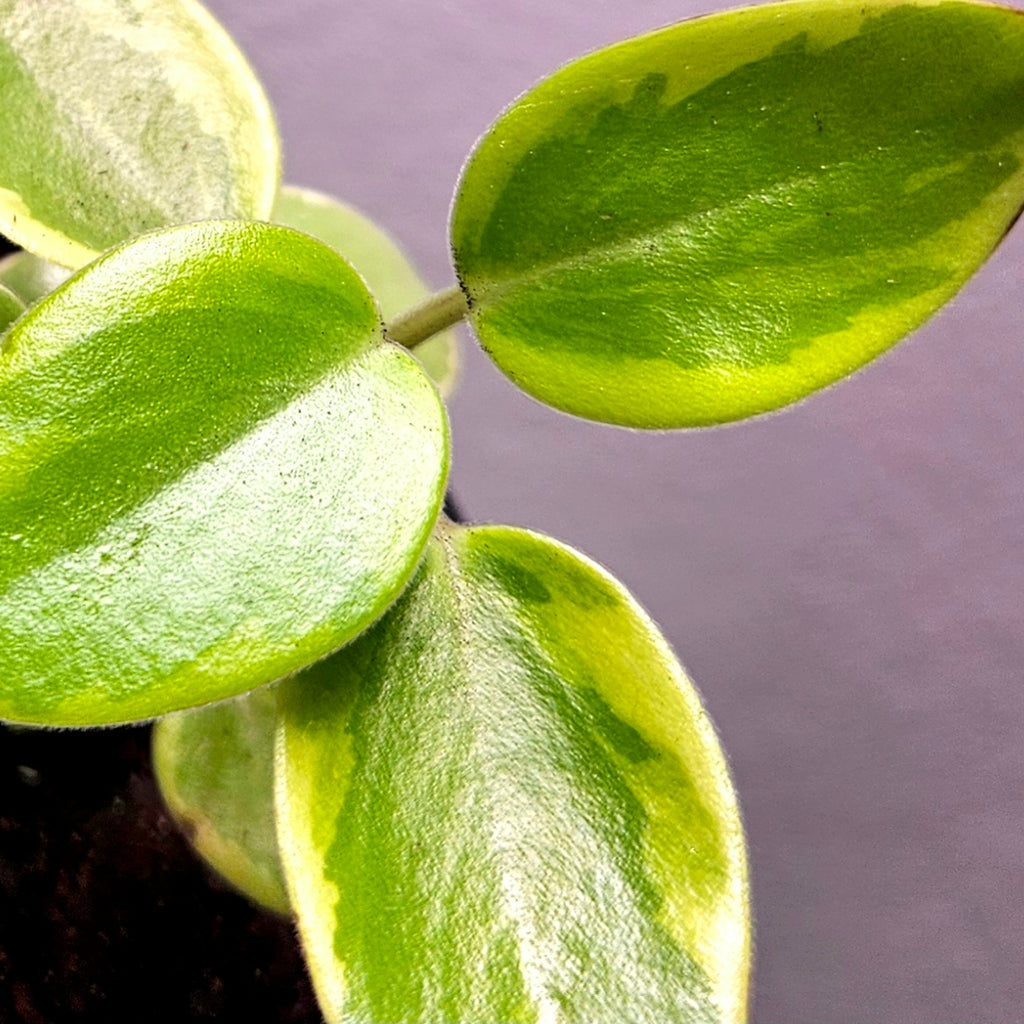 Peperomia ‘Pixie’ Variegata – Compact Variegated Beauty