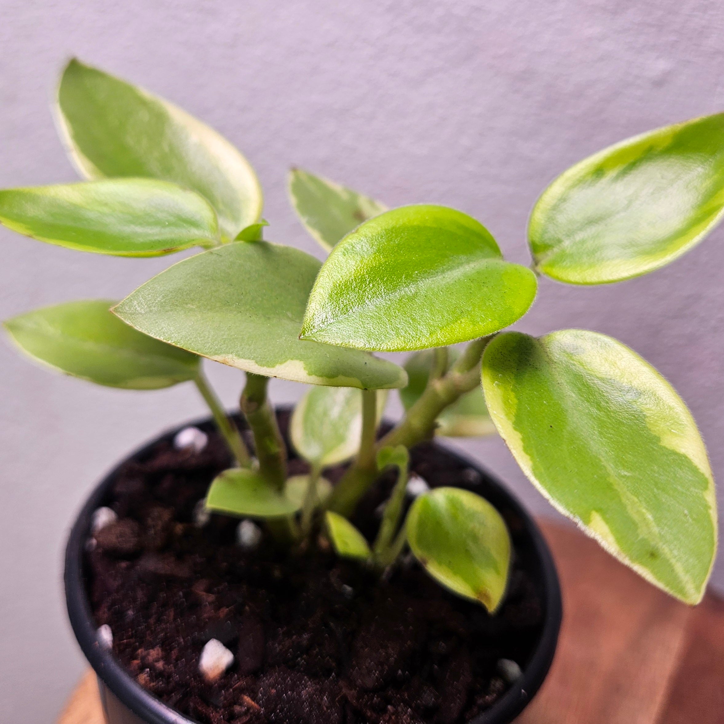 Peperomia ‘Pixie’ Variegata – Compact Variegated Beauty