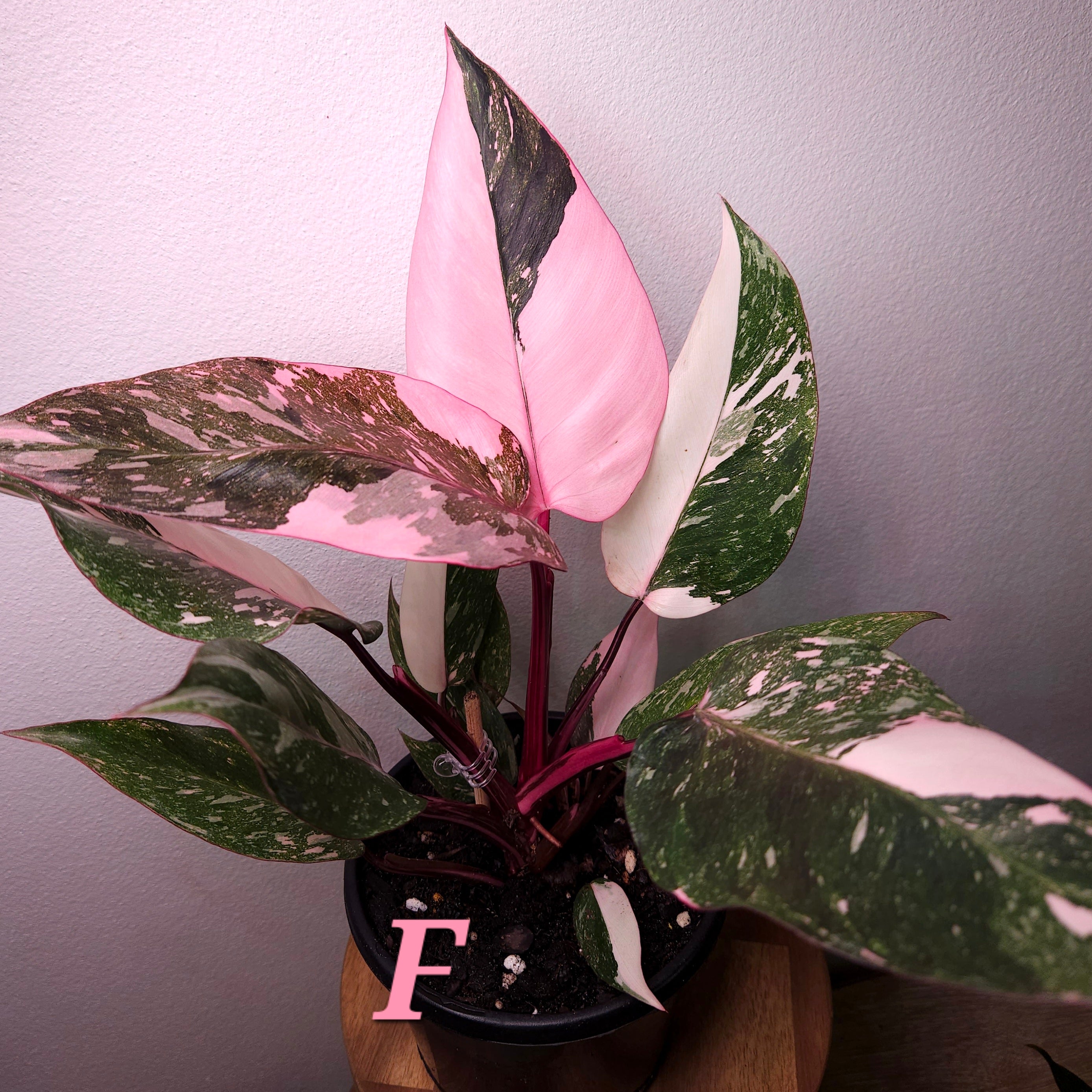 highly variegated pink princess philodendron Philodendron Pink Princess Galaxy Marble Variegated RARE – The Rare Nugget