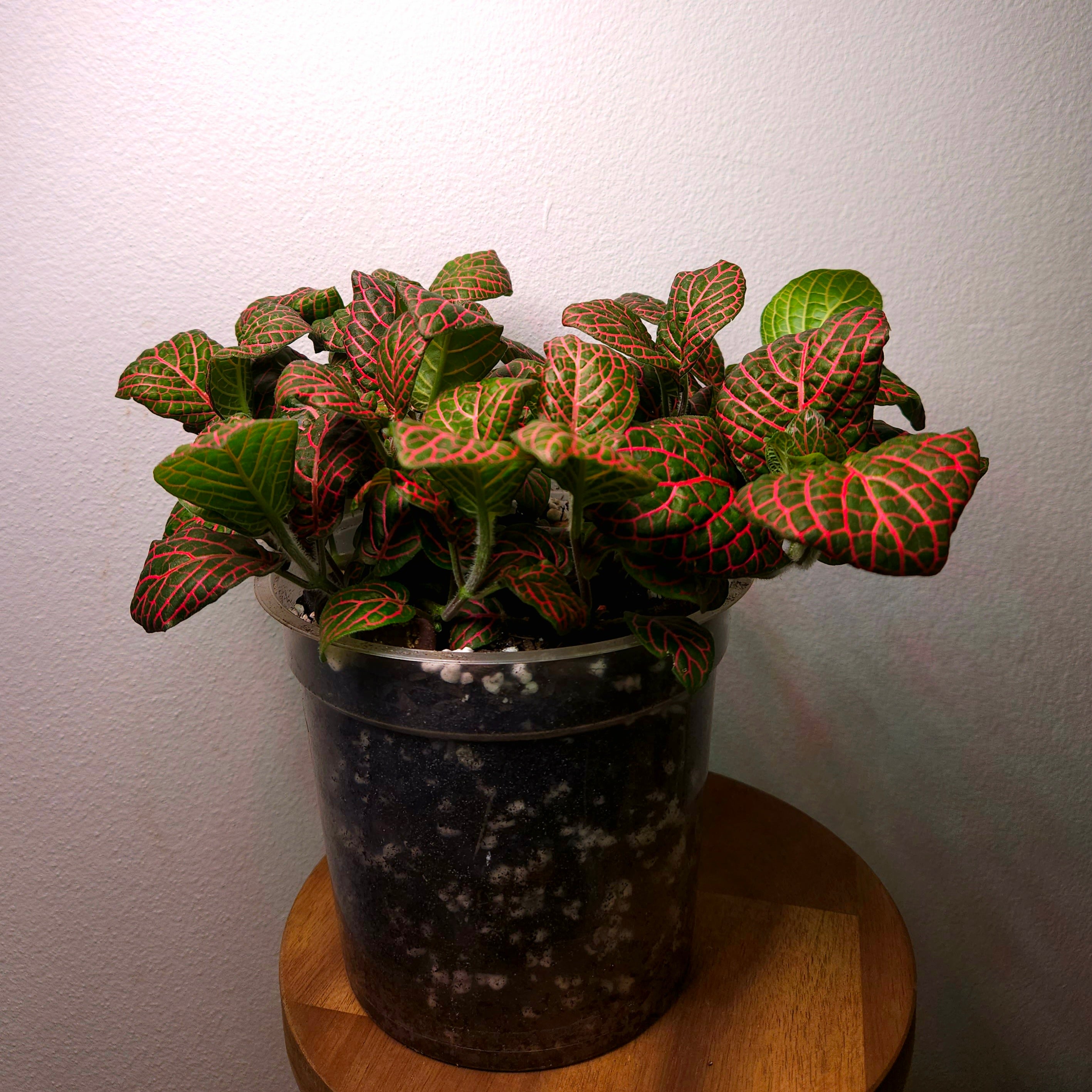 Fittonia Red Vein – Nerve Plant