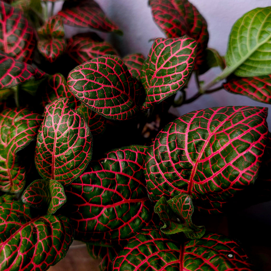 Fittonia Red Vein – Nerve Plant