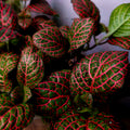 Fittonia Red Vein – Nerve Plant