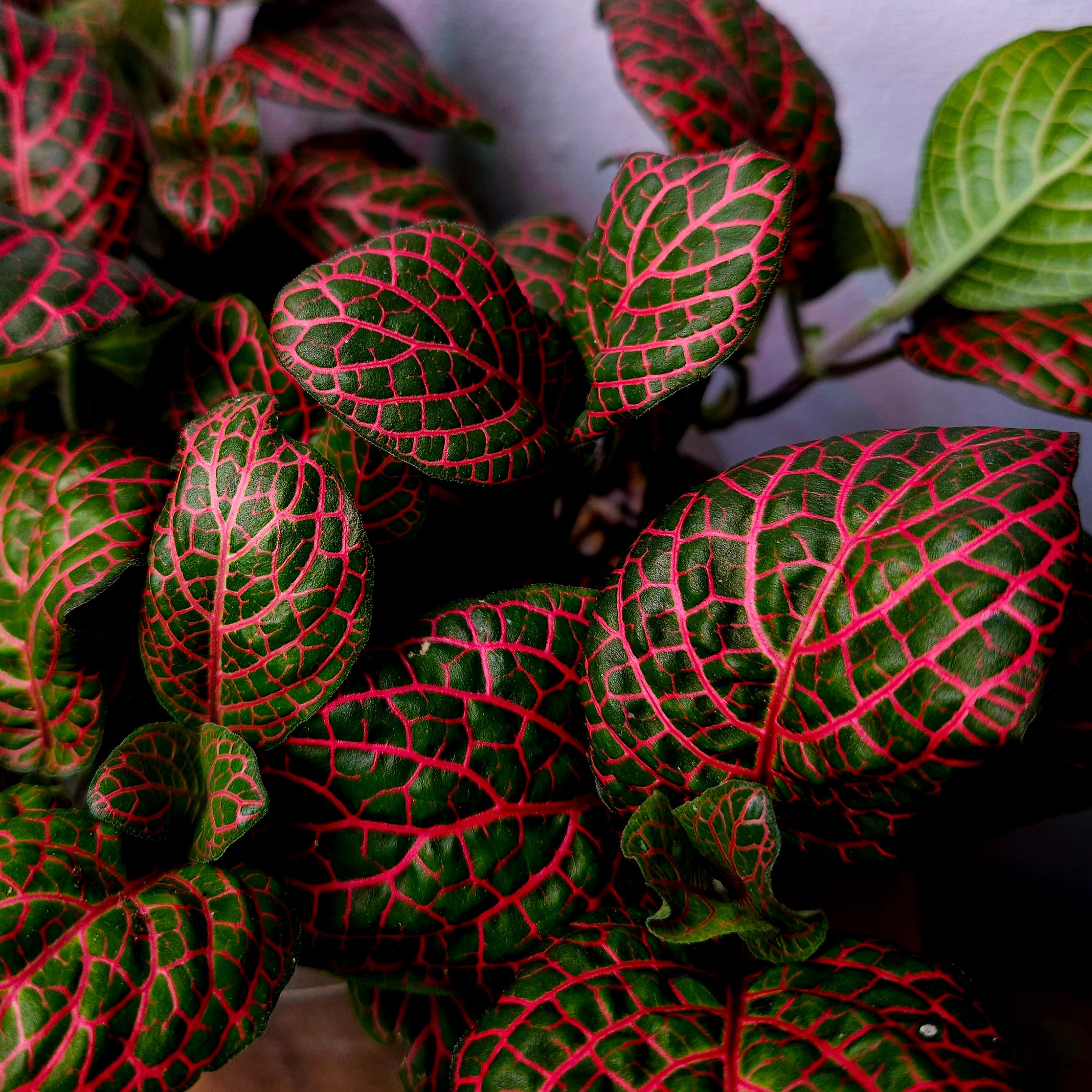 Fittonia Red Vein – Nerve Plant