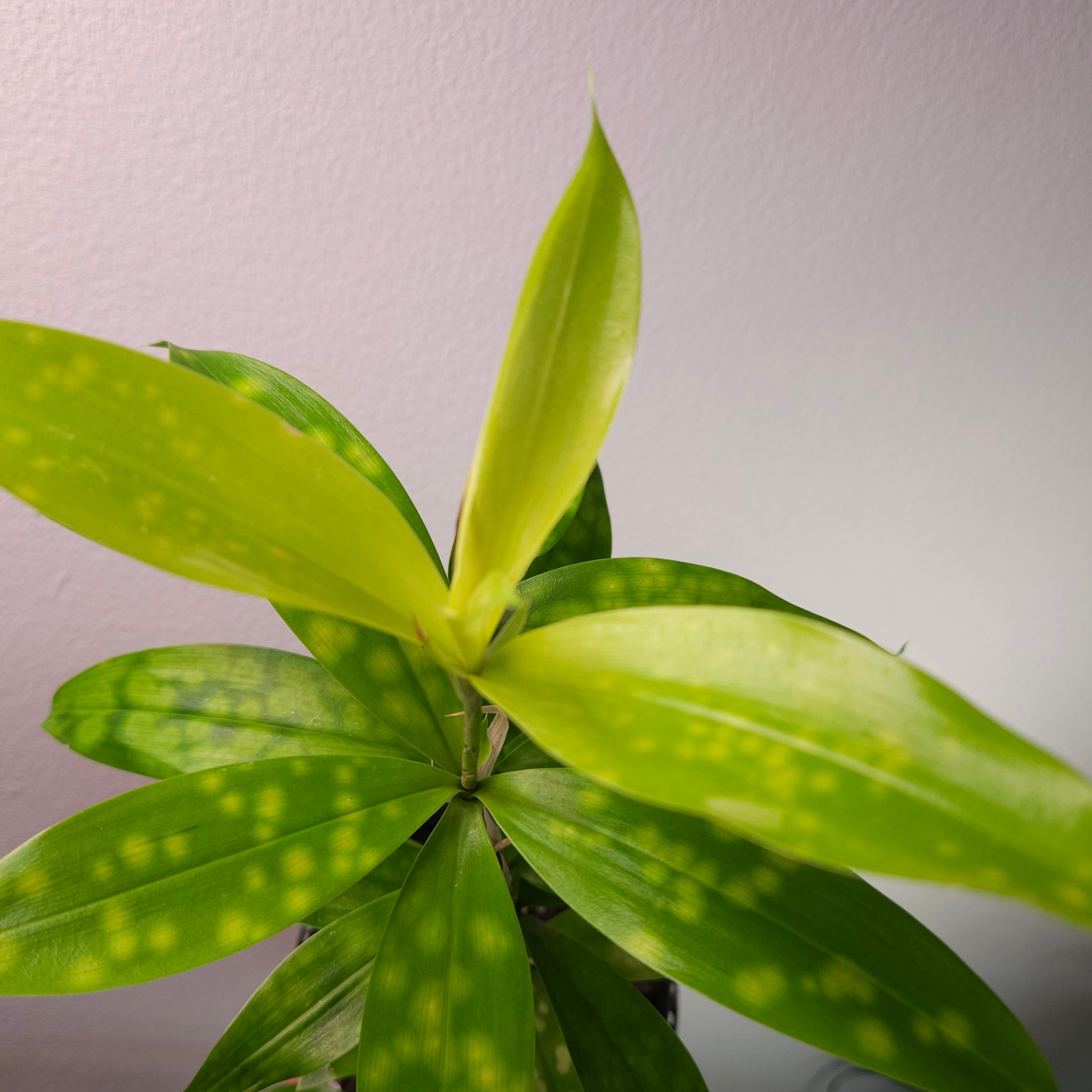 Dracaena surculosa ‘Golden Milky Way’