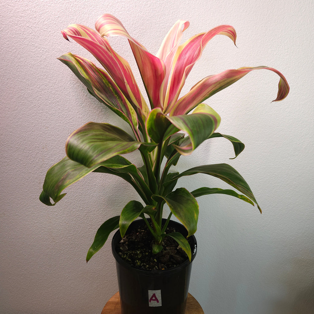 Cordyline ‘Burlesque’ – Vibrant Tropical Foliage Plant