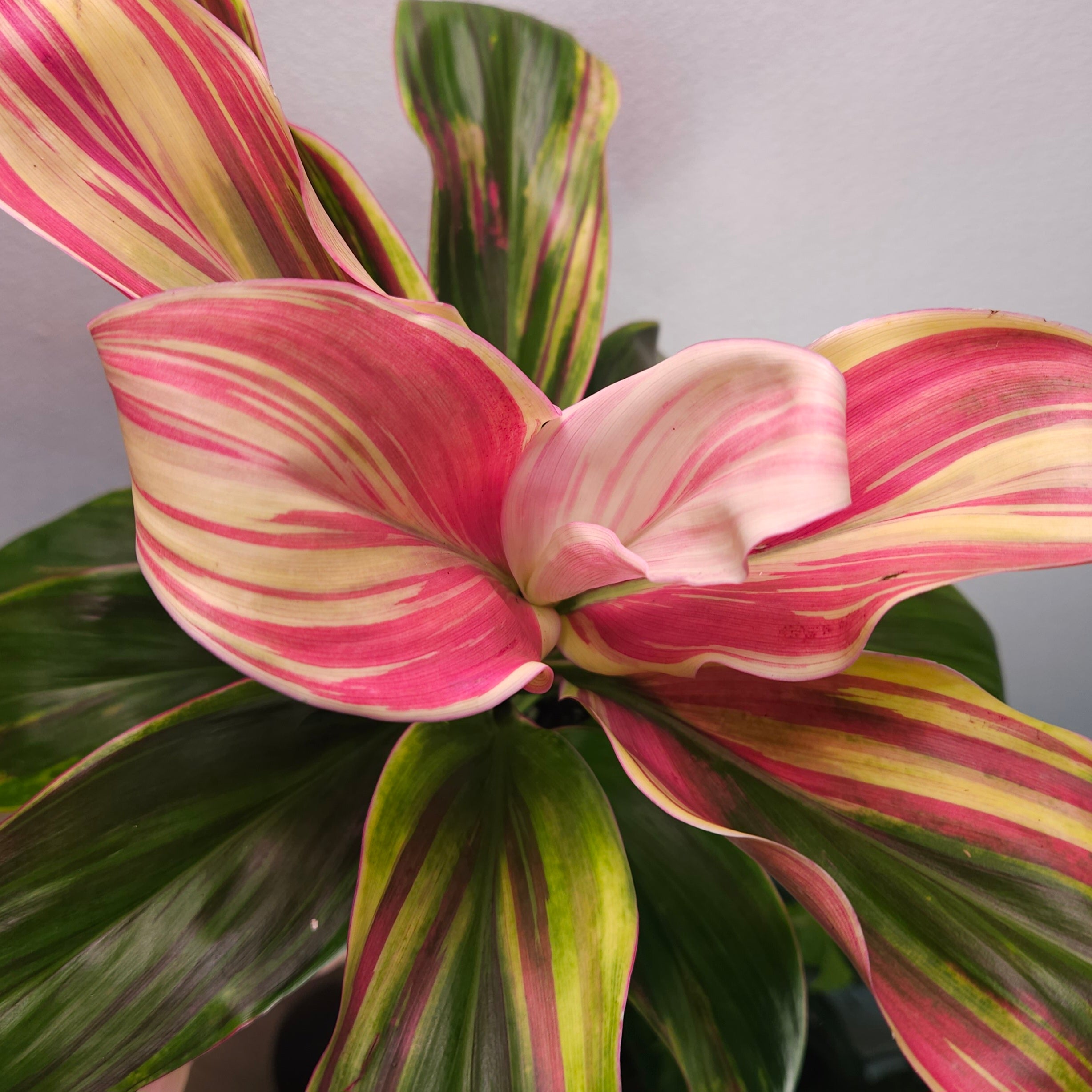 Cordyline ‘Burlesque’ – Vibrant Tropical Foliage Plant
