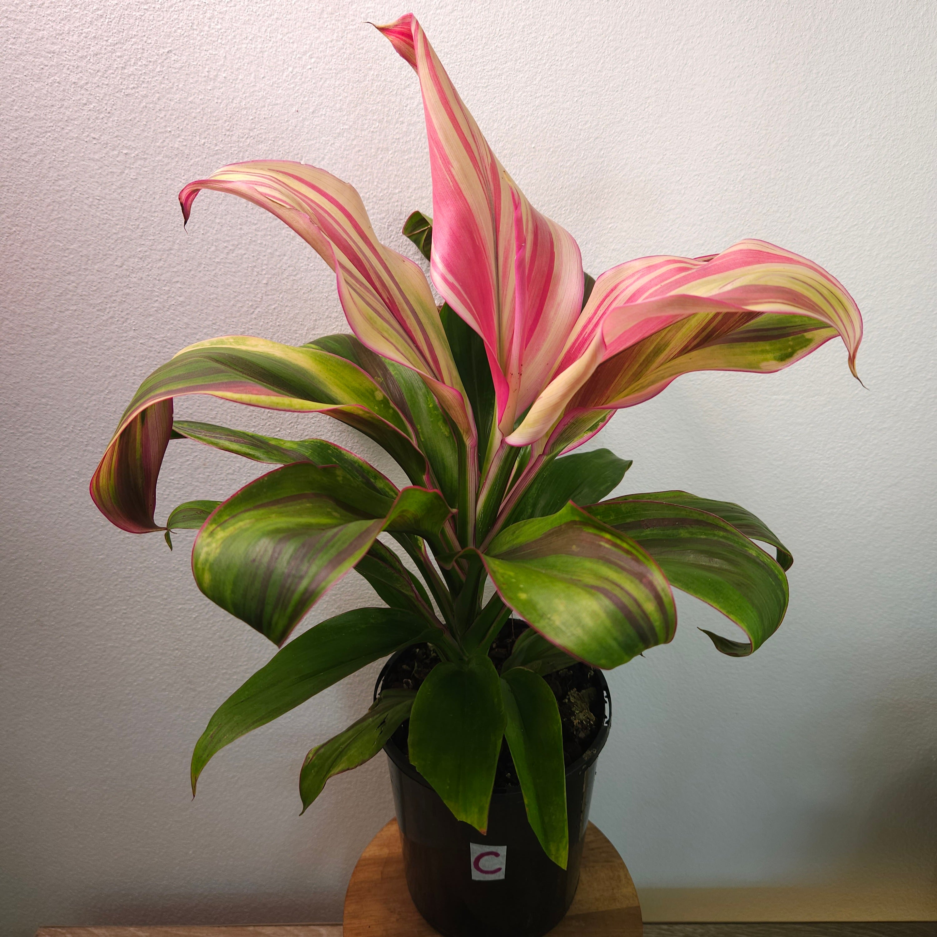 Cordyline ‘Burlesque’ – Vibrant Tropical Foliage Plant
