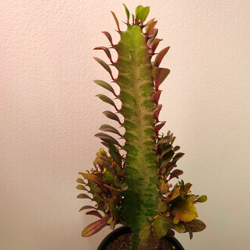 Euphorbia ‘Red Devil’ - Bold Structural Succulent