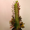 Euphorbia ‘Red Devil’ - Bold Structural Succulent
