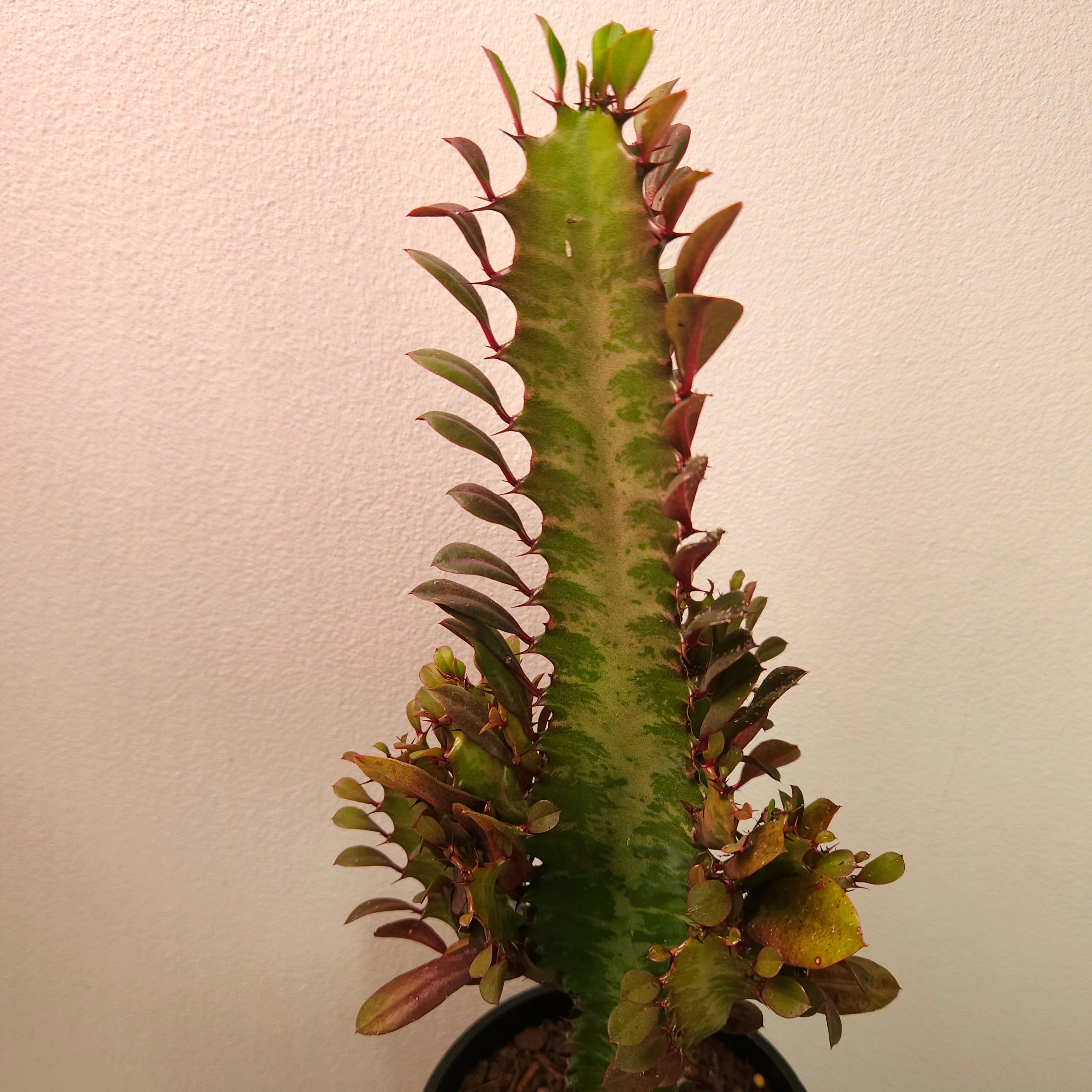 Euphorbia ‘Red Devil’ - Bold Structural Succulent