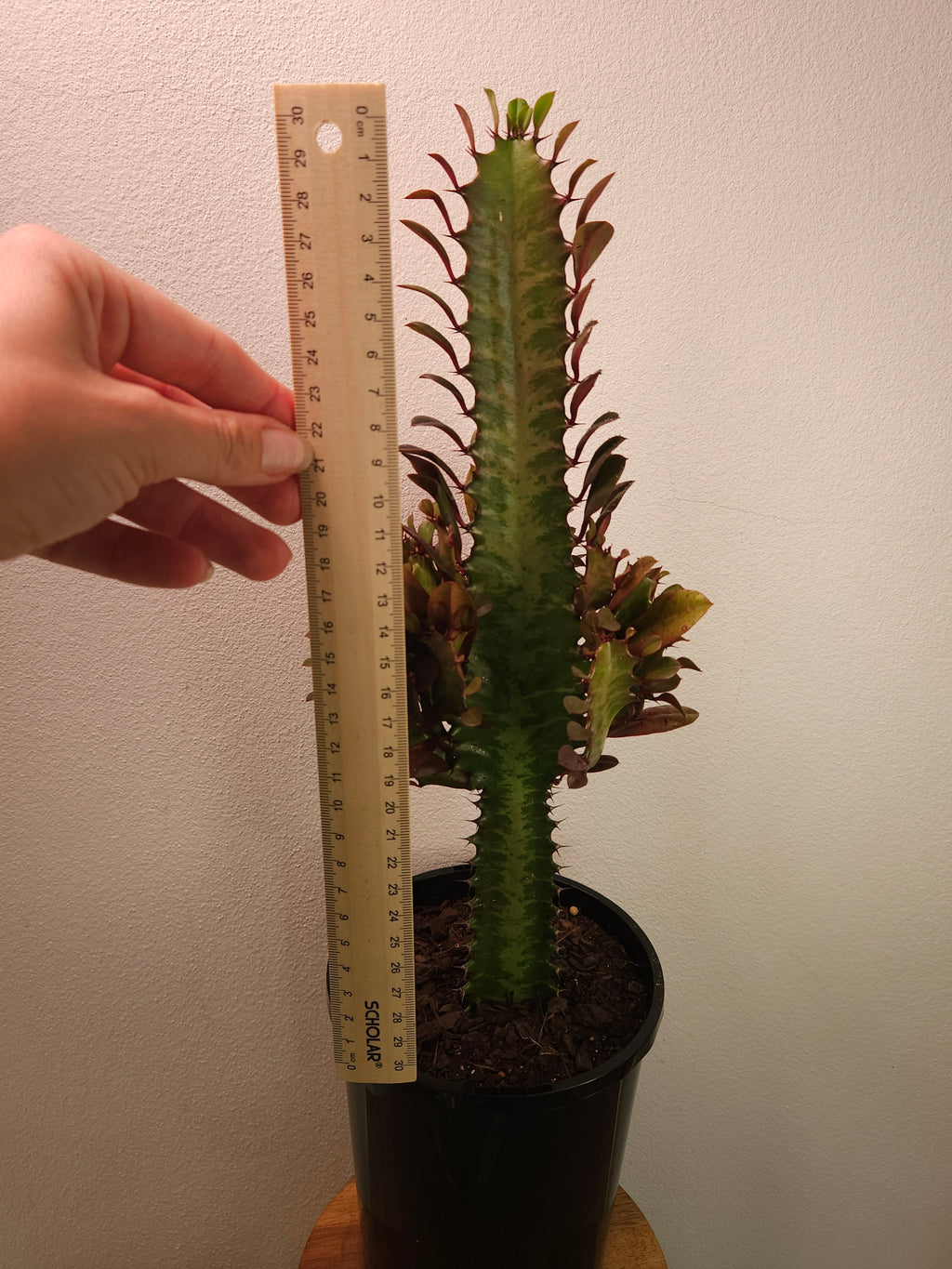 Euphorbia ‘Red Devil’ - Bold Structural Succulent