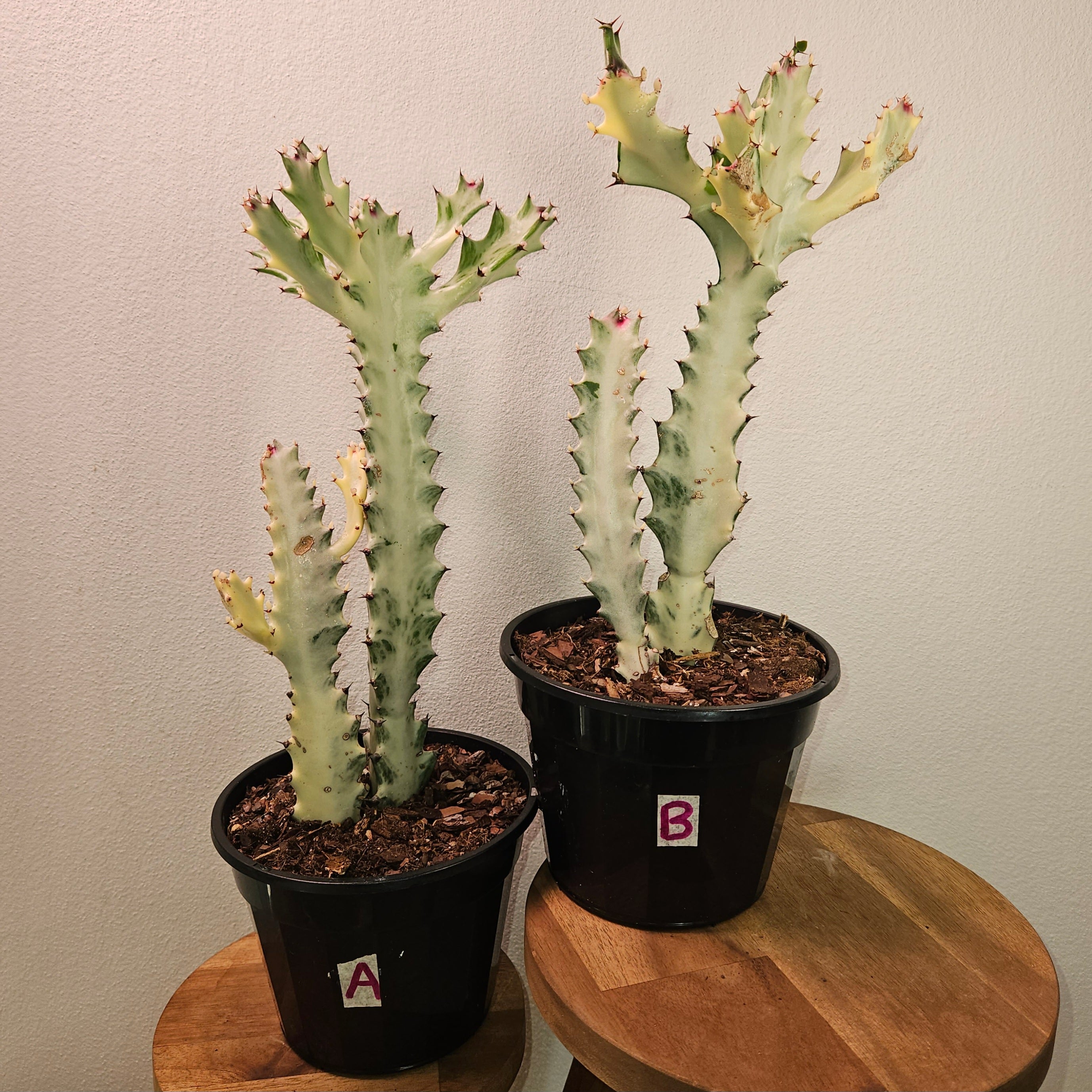 Euphorbia lactea ‘White Ghost’ – Rare White Succulent