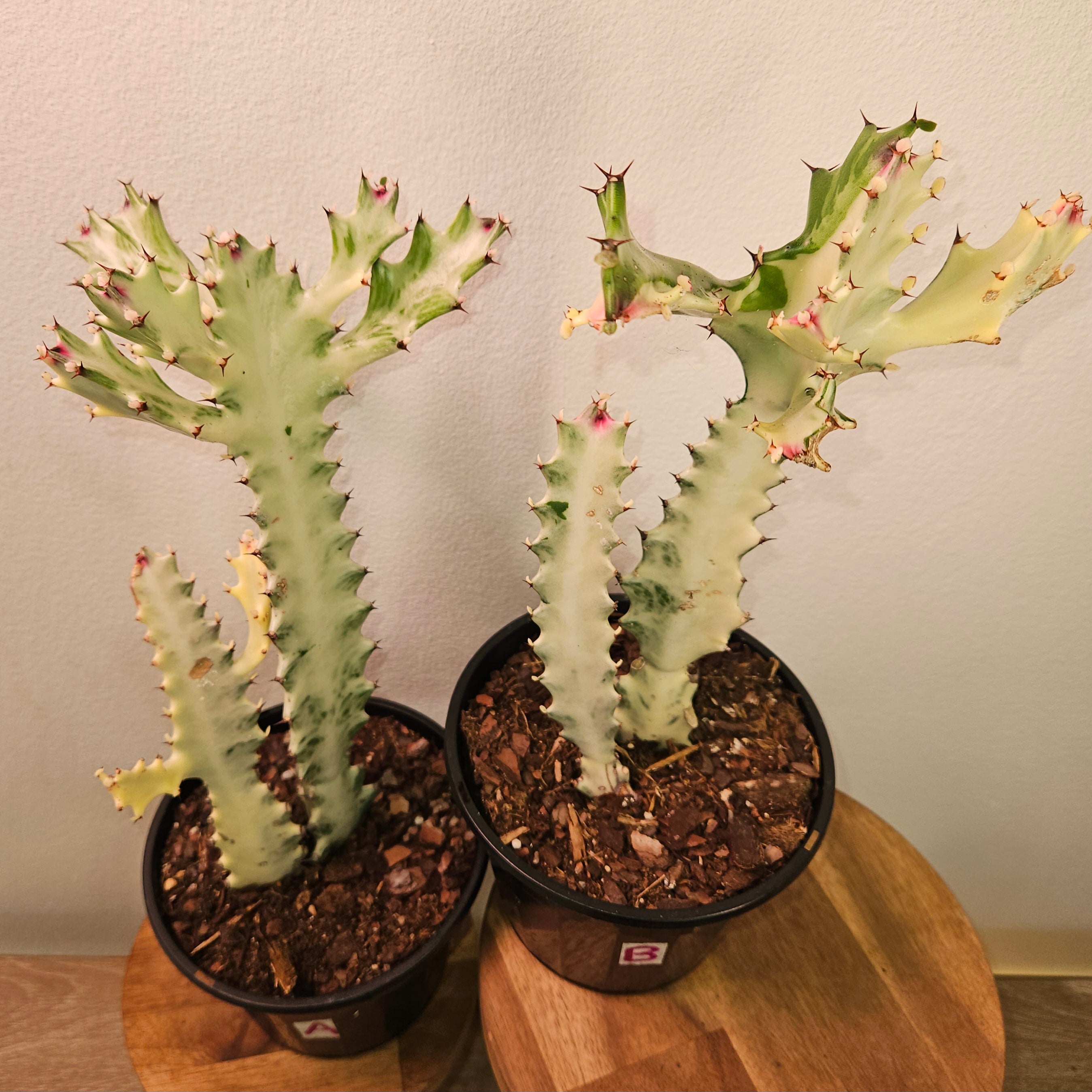 Euphorbia lactea ‘White Ghost’ – Rare White Succulent