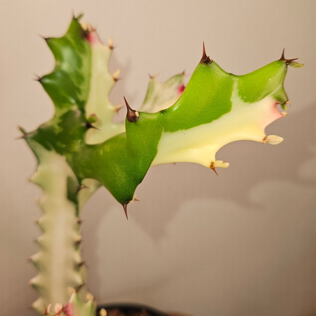 Euphorbia lactea ‘White Ghost’ – Rare White Succulent