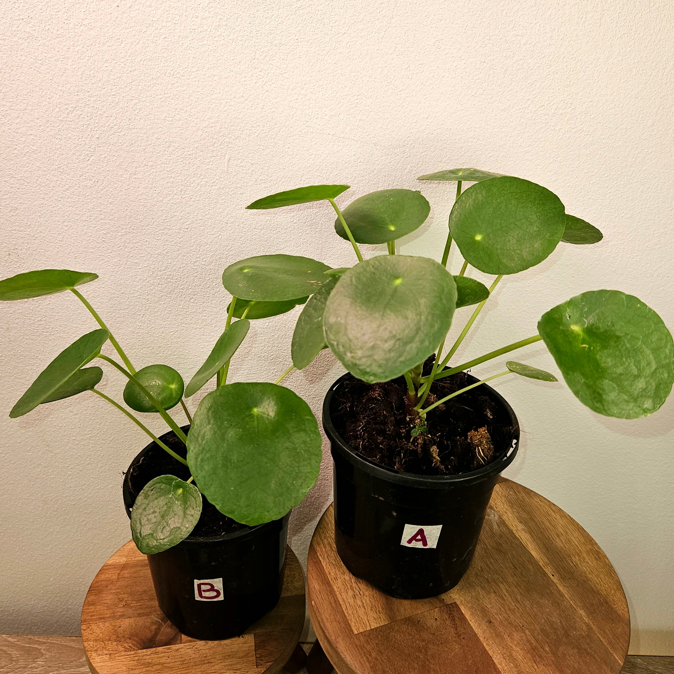 Pilea Peperomioides - Chinese Money Plant