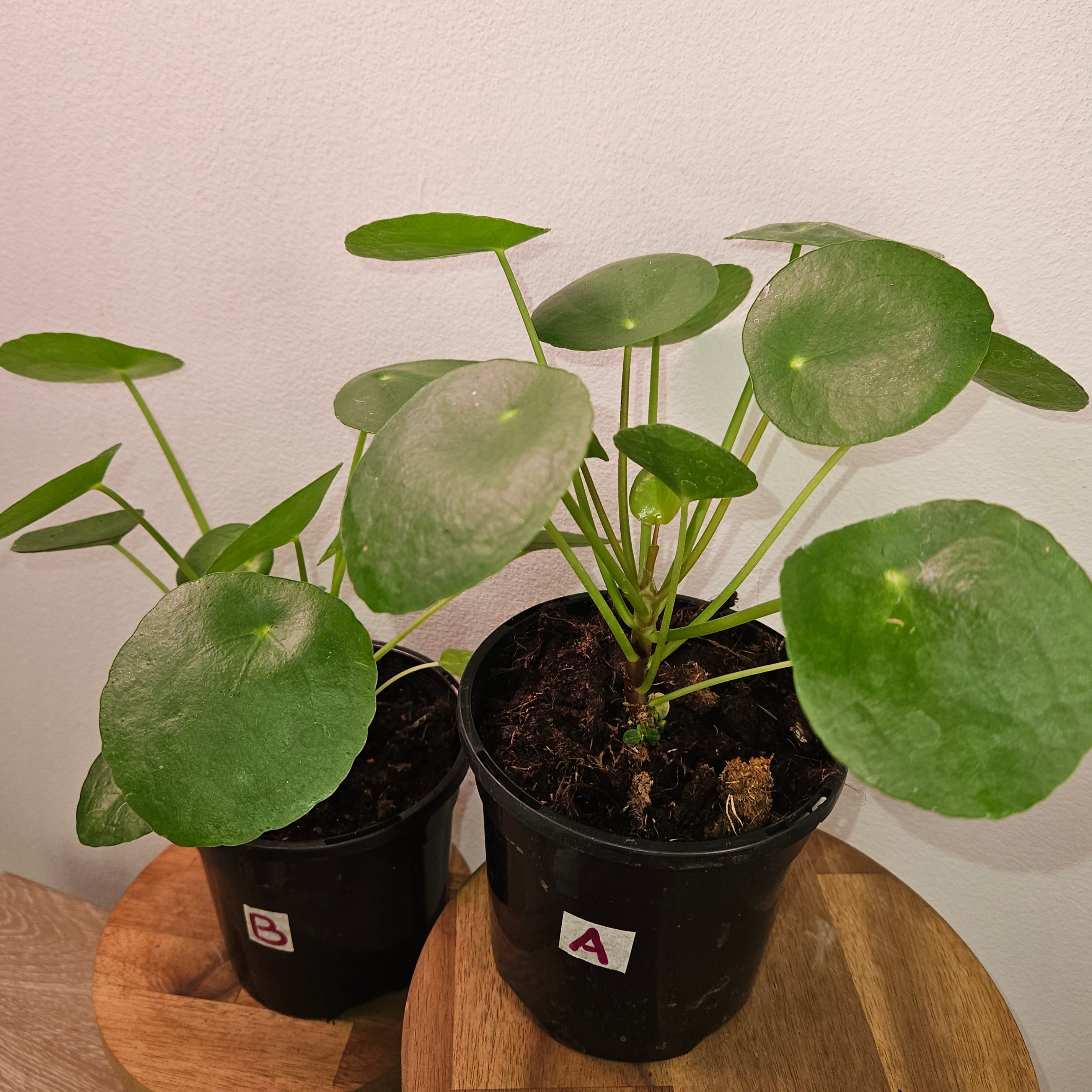 Pilea Peperomioides - Chinese Money Plant