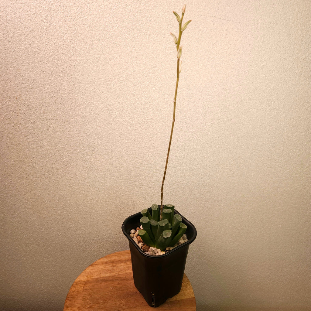 Haworthia maughanii – Rare Window Succulent