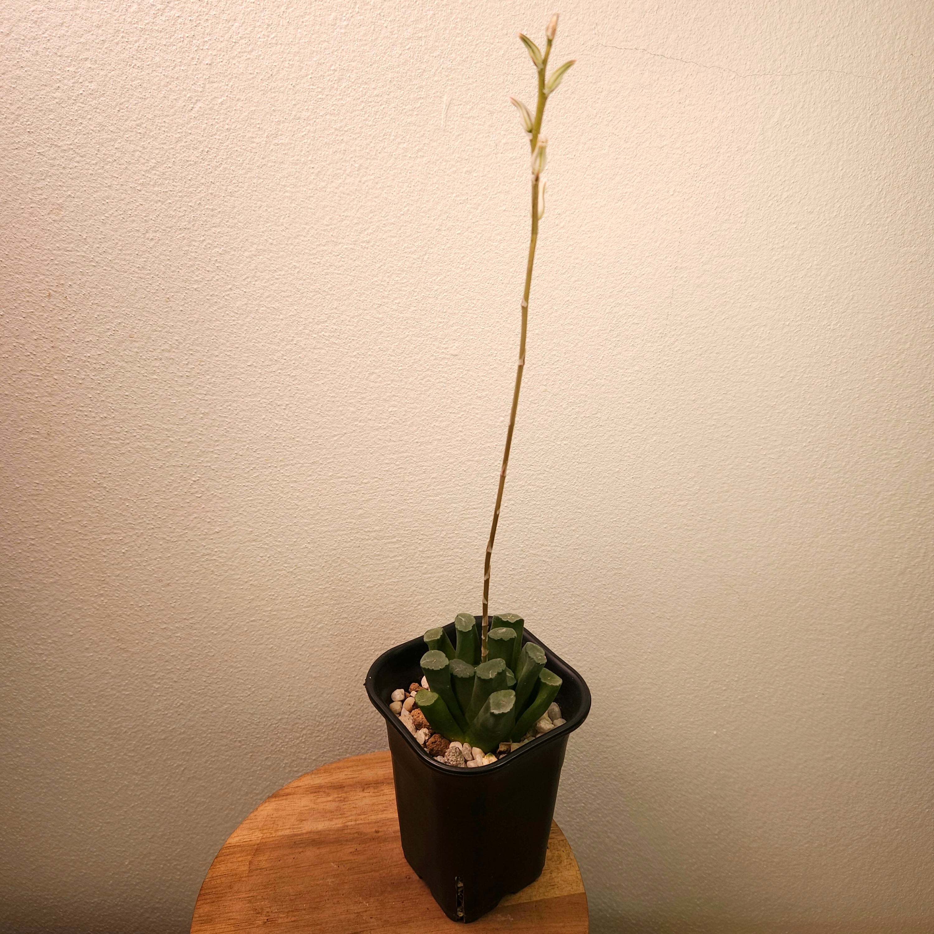 Haworthia maughanii – Rare Window Succulent