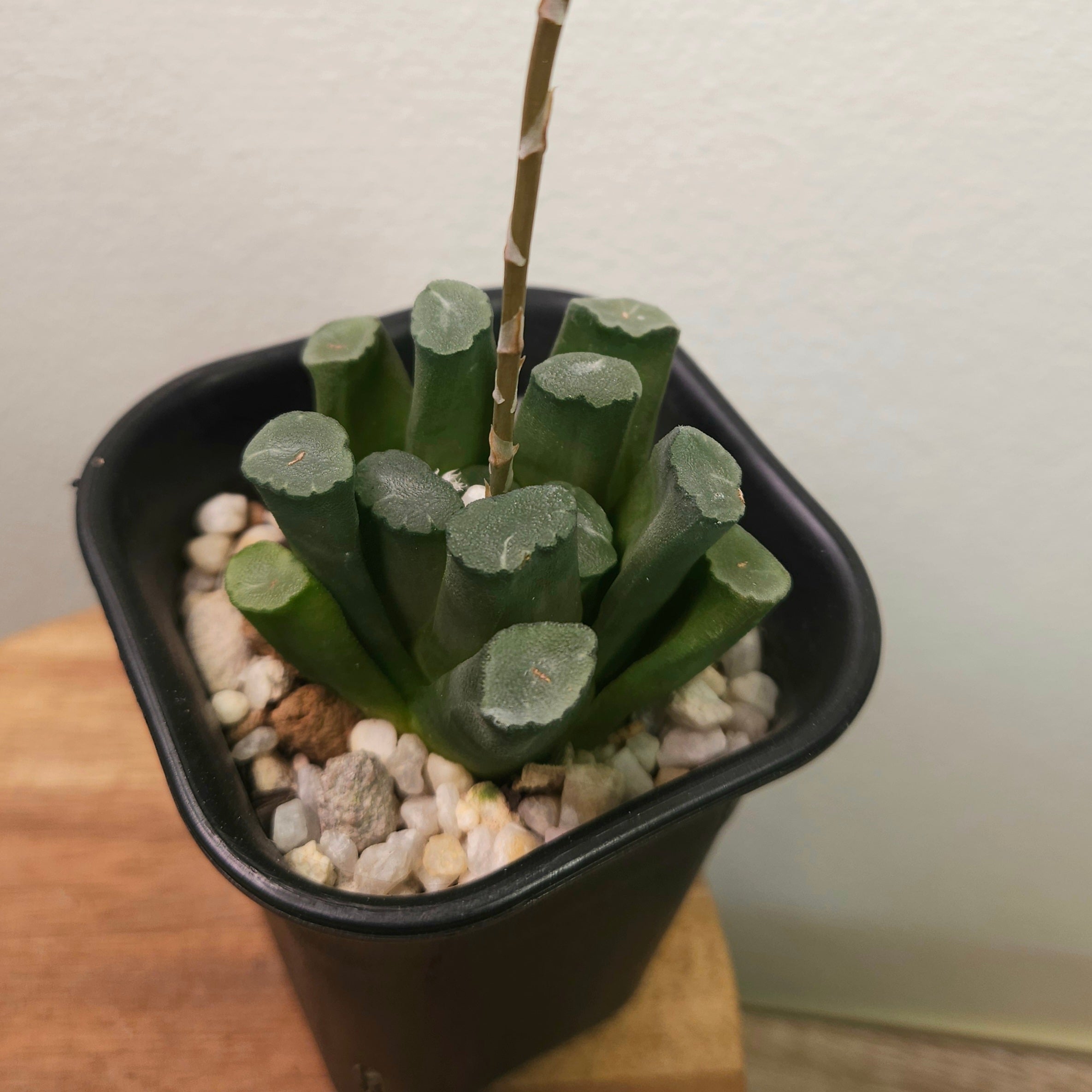 Haworthia maughanii – Rare Window Succulent