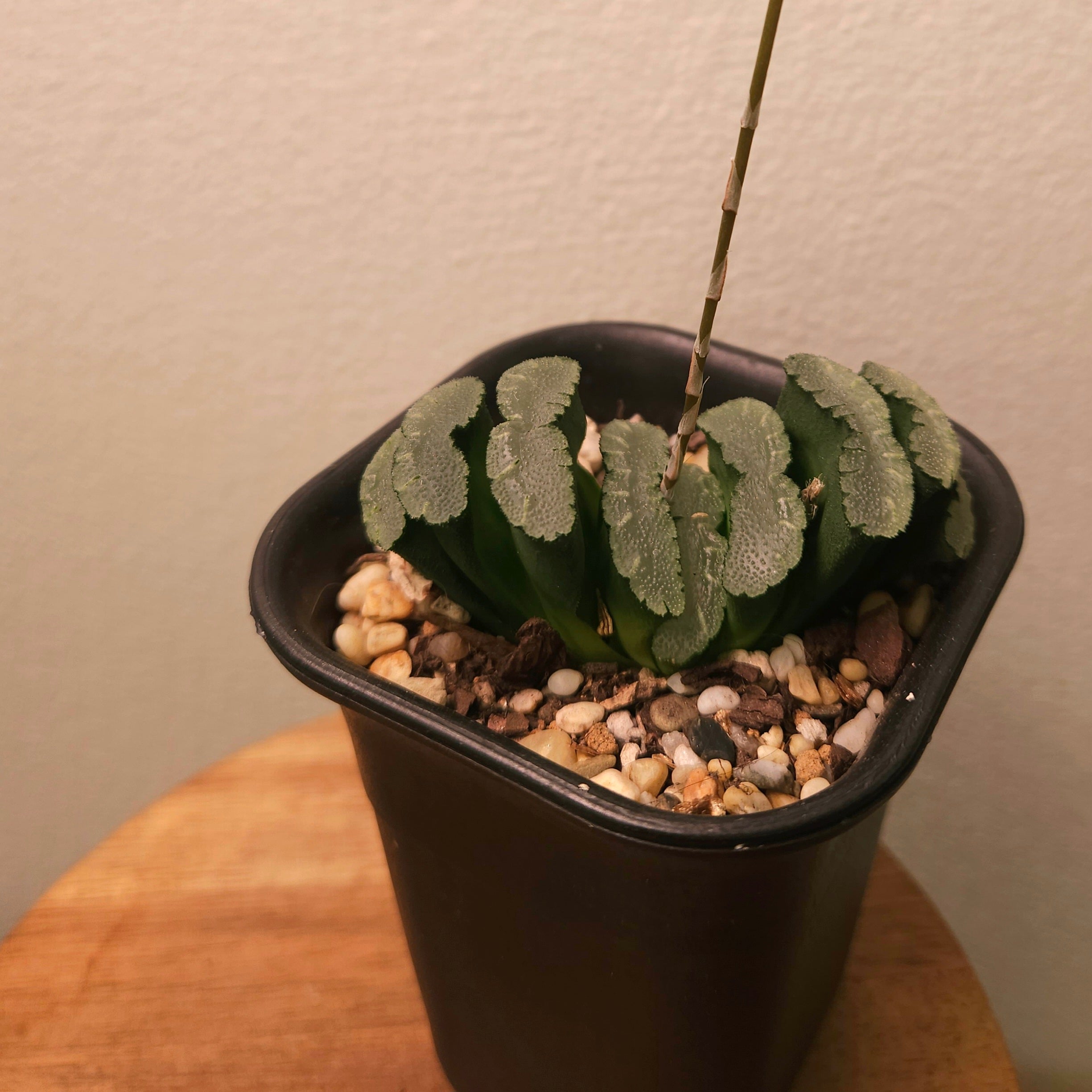 Haworthia truncata – Unique Window Succulent